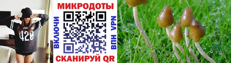 Псилоцибиновые грибы Psilocybine cubensis Новотитаровская